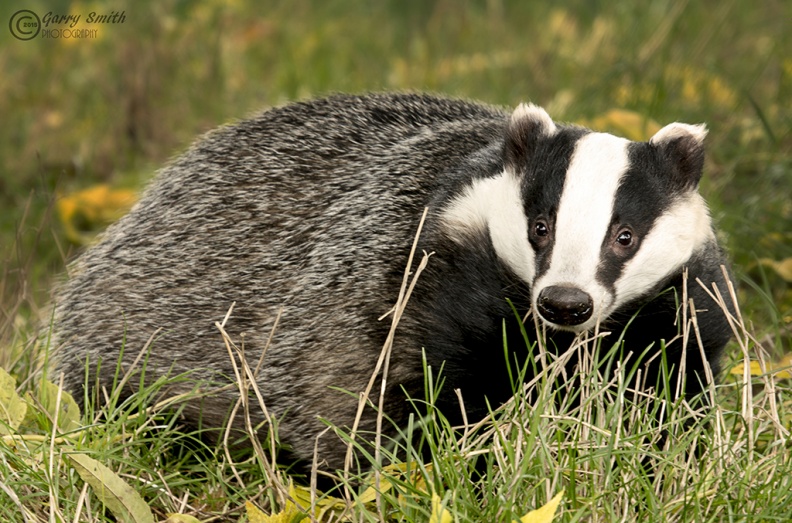 Badger - Musteloidea - Garry Smith.jpg
